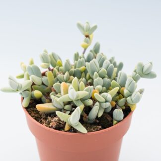 lampranthus maximiliani