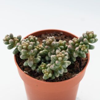 sedum crocodile