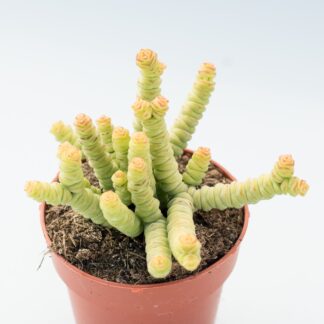 crassula rupestris ssp marnieriana