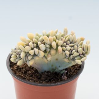 cremneria expatriata crestada