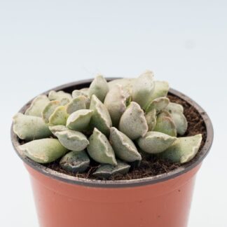 adromischus cristatus