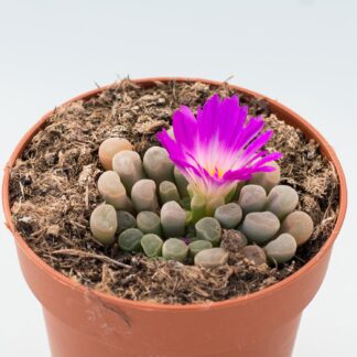 frithia pulchra
