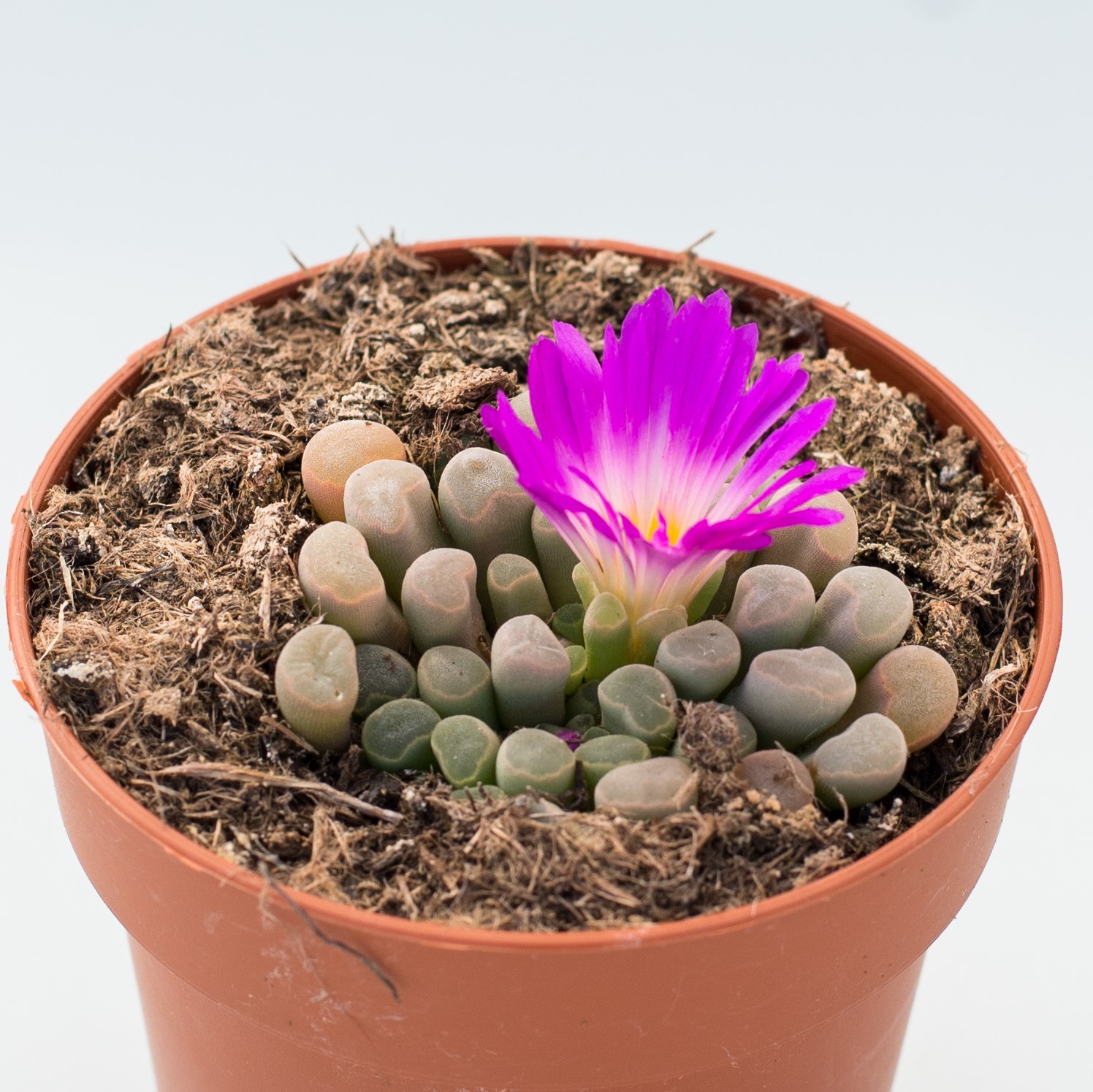 frithia pulchra