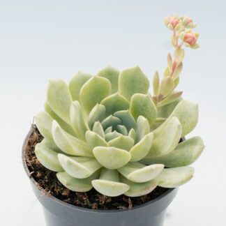 echeveria clara
