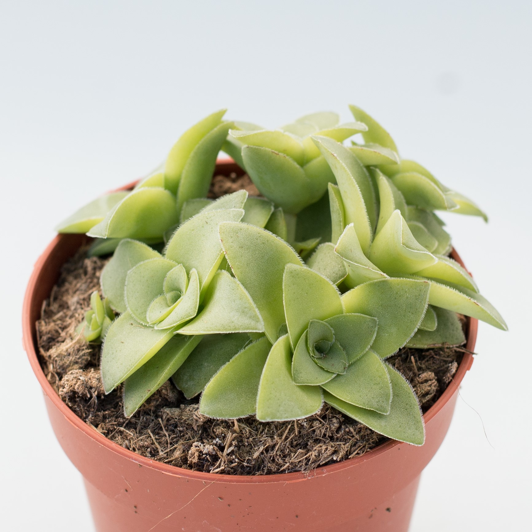 crassula orbicularis var. rosularis