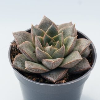 echeveria purpusorum