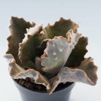 kalanchoe beharensis fang