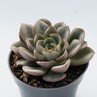 echeveria moranii