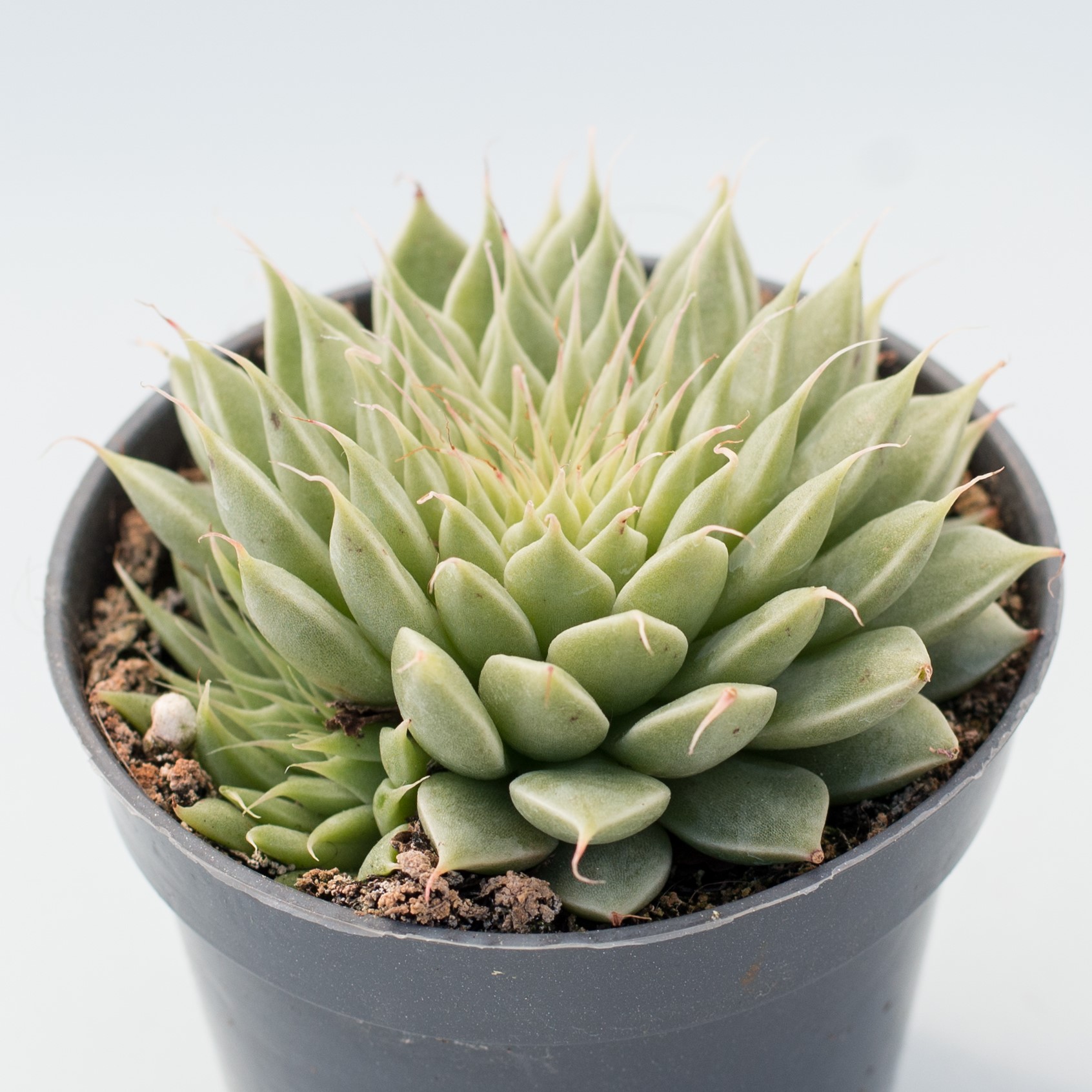 graptoveria silver star