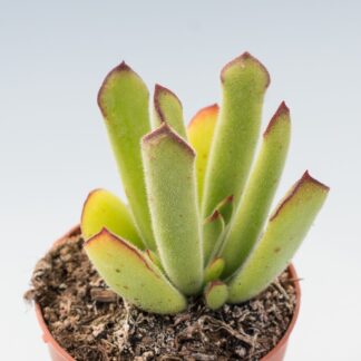 cotyledon campanulata