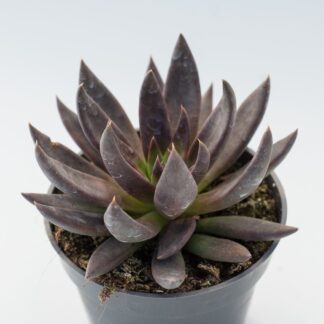 echeveria affinis