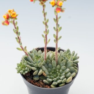 echeveria setosa var. diminuta