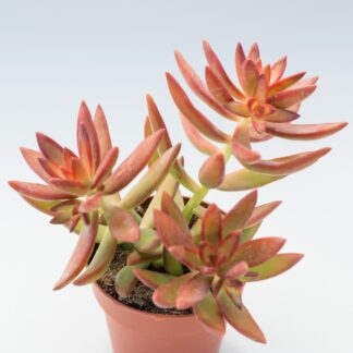 sedum adolphii firestorm