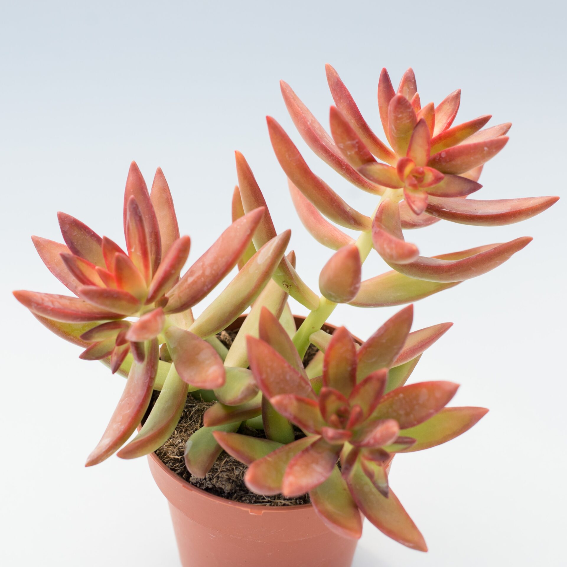 sedum adolphii firestorm