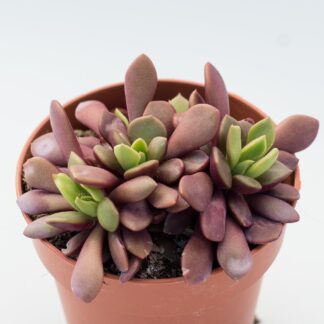 anacampseros red passion