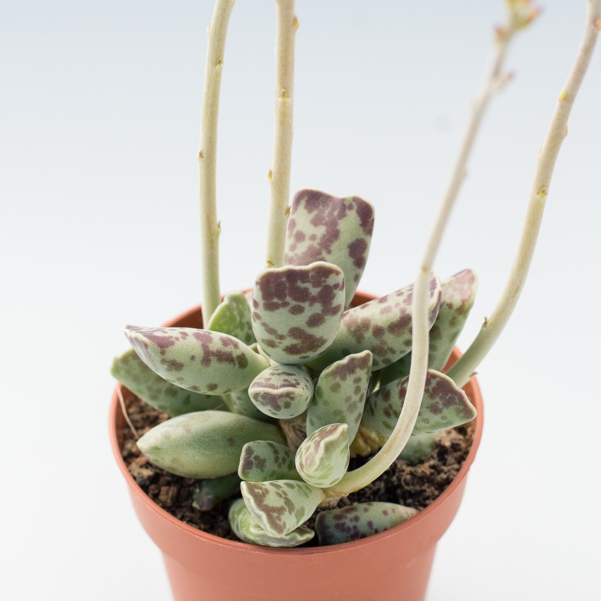 adromischus cooperi var. festivus