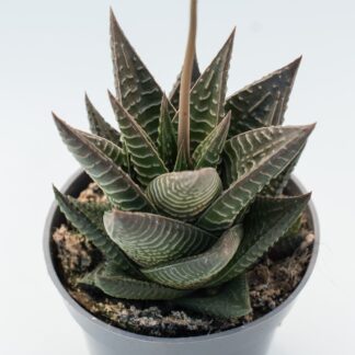 haworthia limifolia