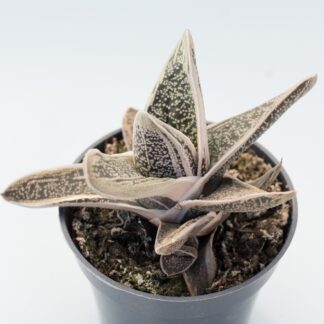 gasteria dragon skin