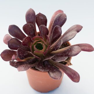 aeonium arboreum var. atropurpureum