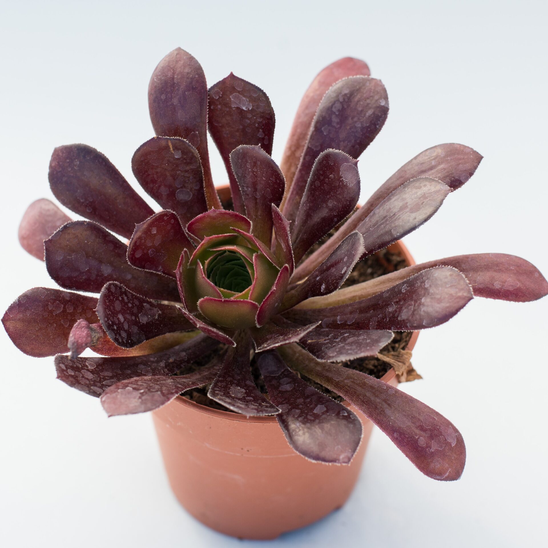 aeonium arboreum var. atropurpureum