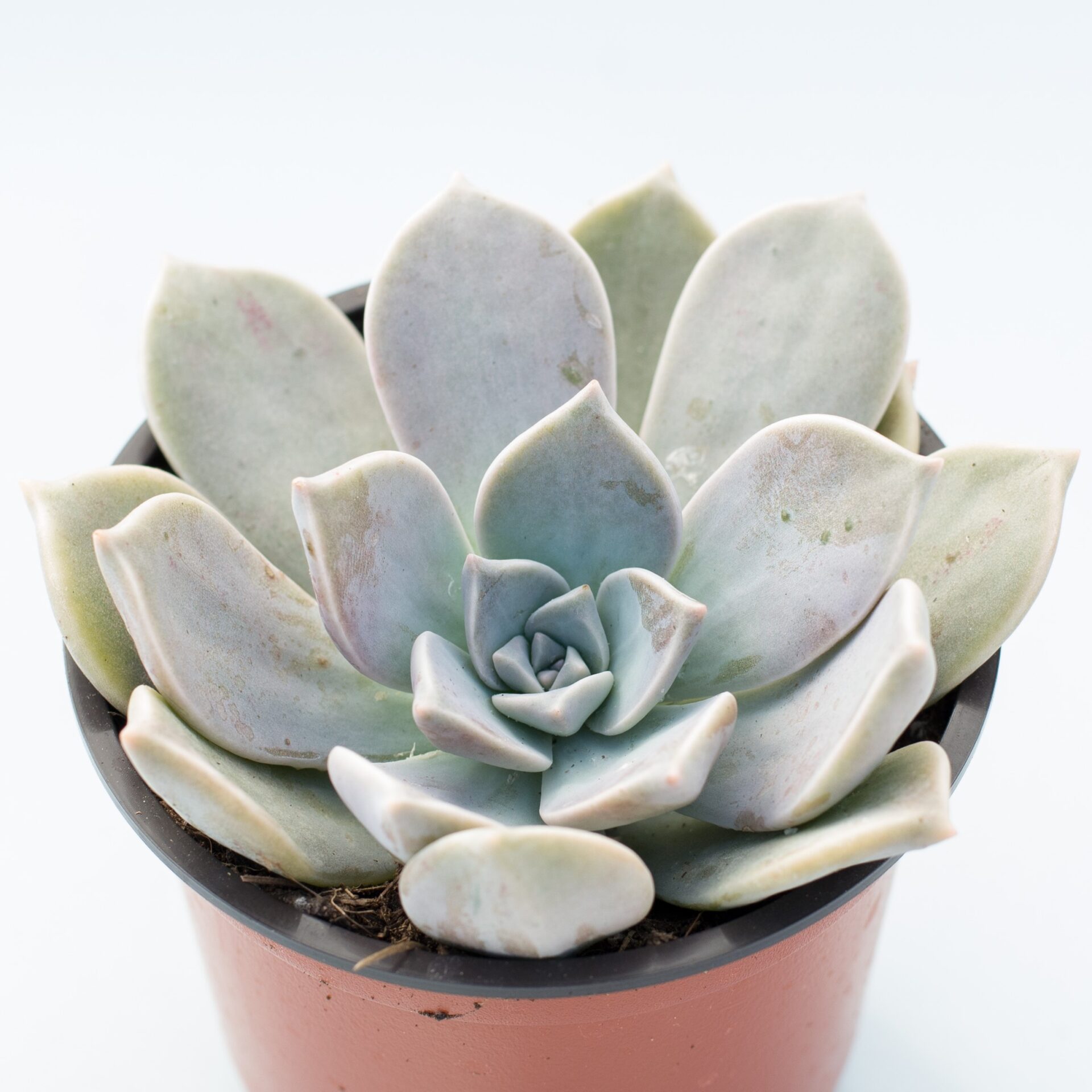 graptopetalum paraguayense