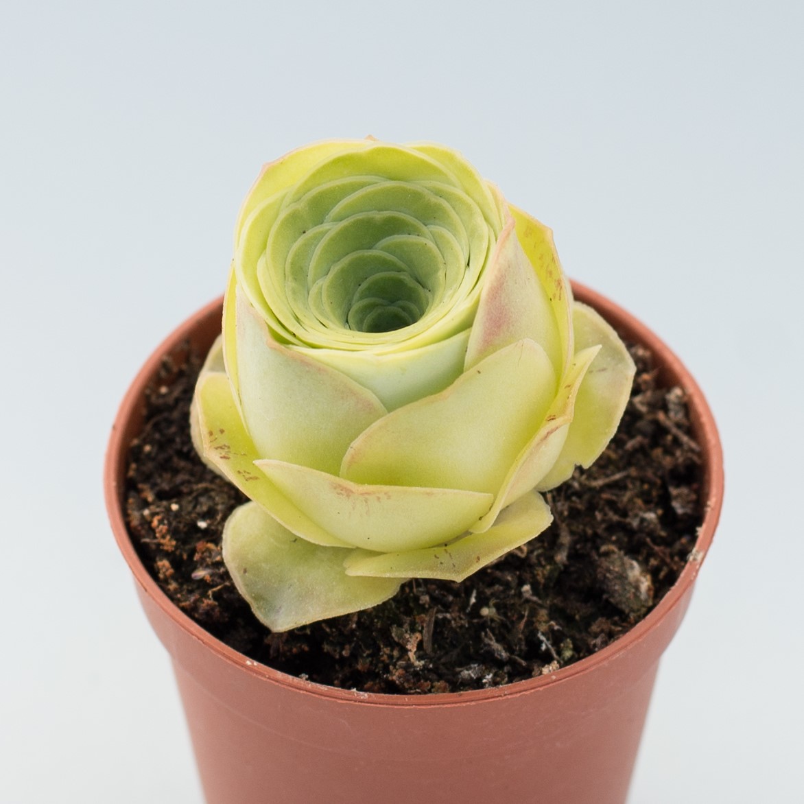 greenovia dodrentalis