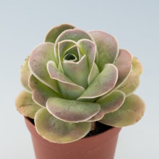 greenovia aurea ex el hierro