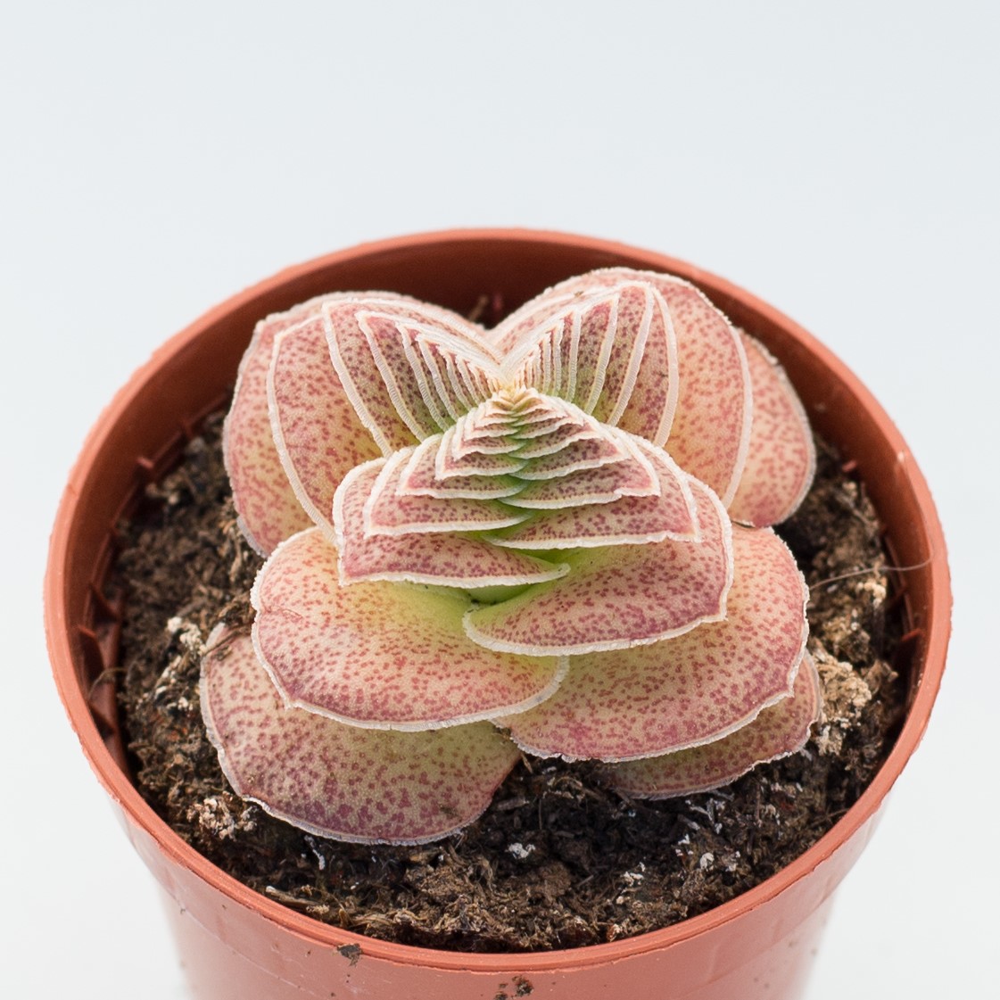 crassula capitella var. turrita