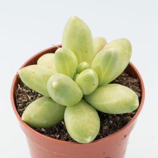 Aeonium princess - Suculandia