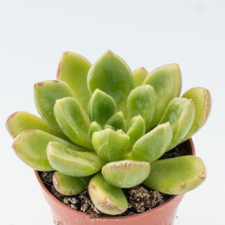 echeveria setorum victor
