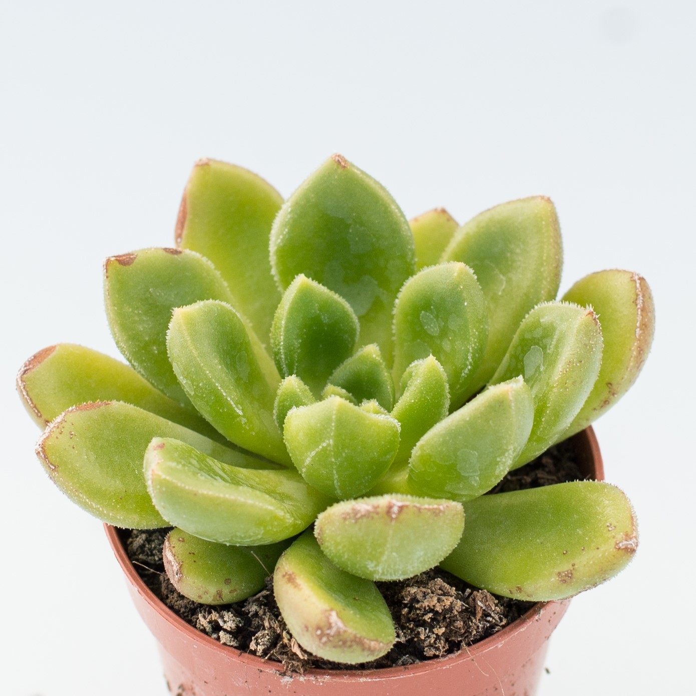 echeveria setorum victor