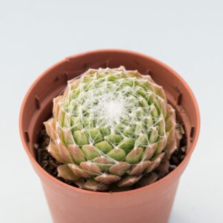 sempervivum arachnoideum