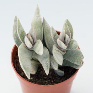 crassula falcata minor