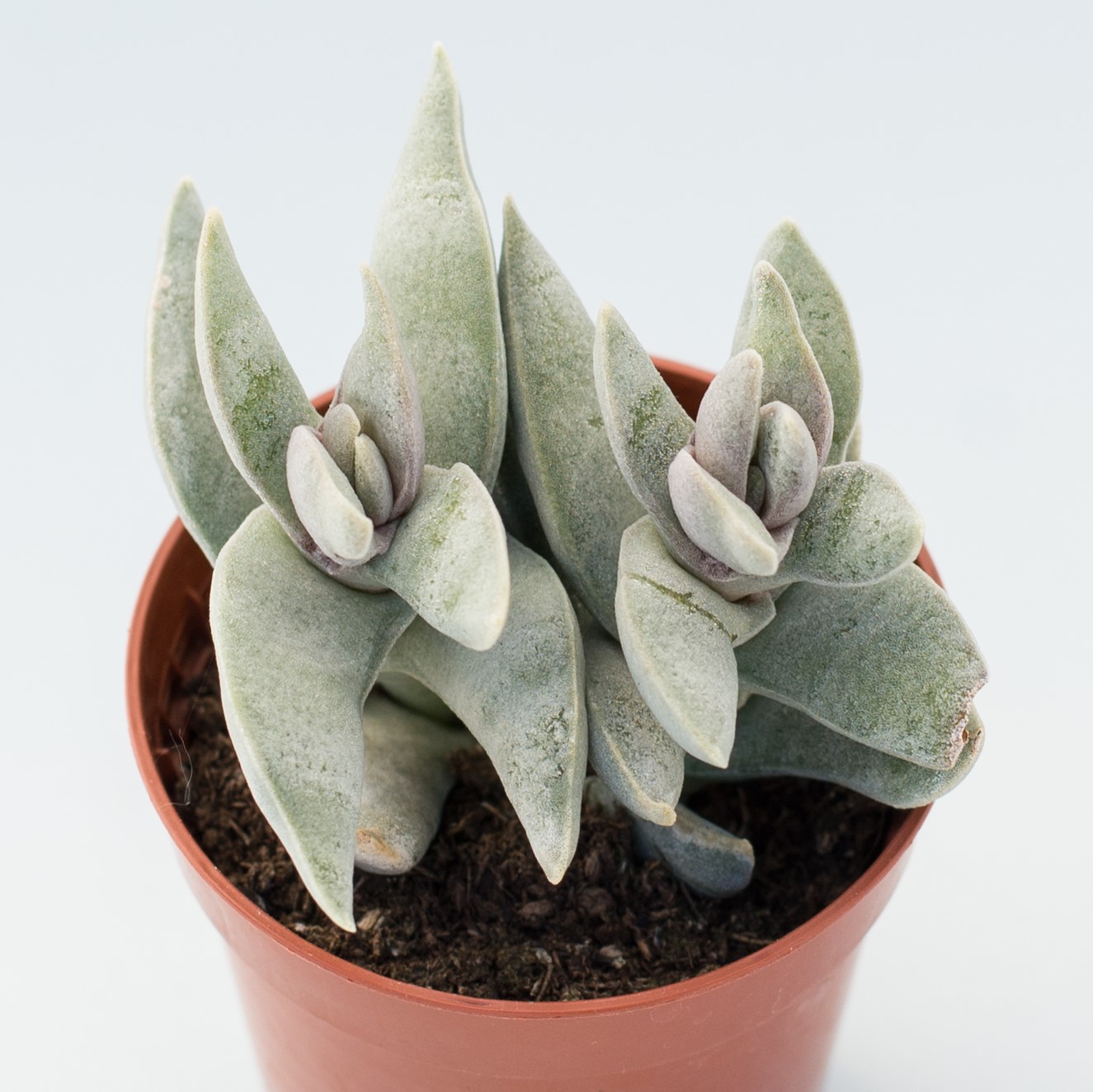 crassula falcata minor