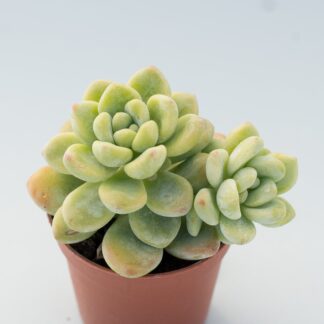 echeveria amoena