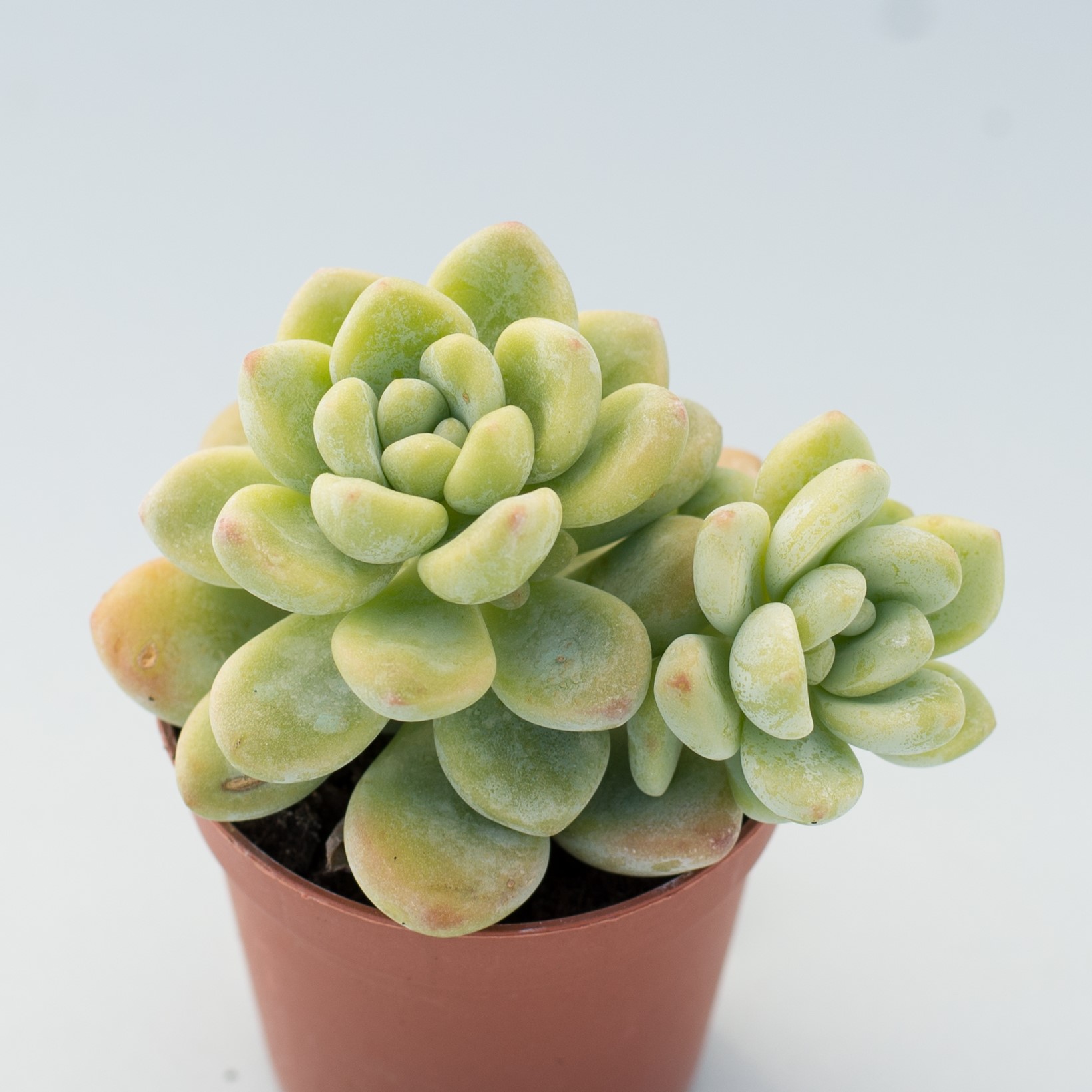 echeveria amoena