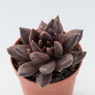 echeveria black prince