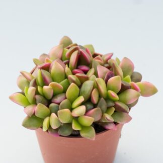 anacampseros sunrise