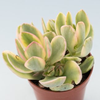 crassula swaziensis variegata