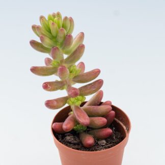 sedum rubrotinctum