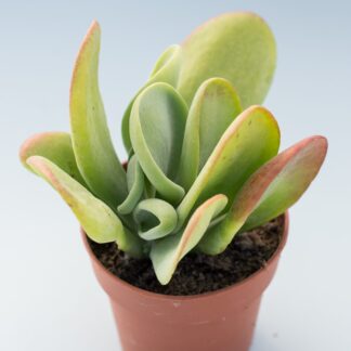 kalanchoe oricula