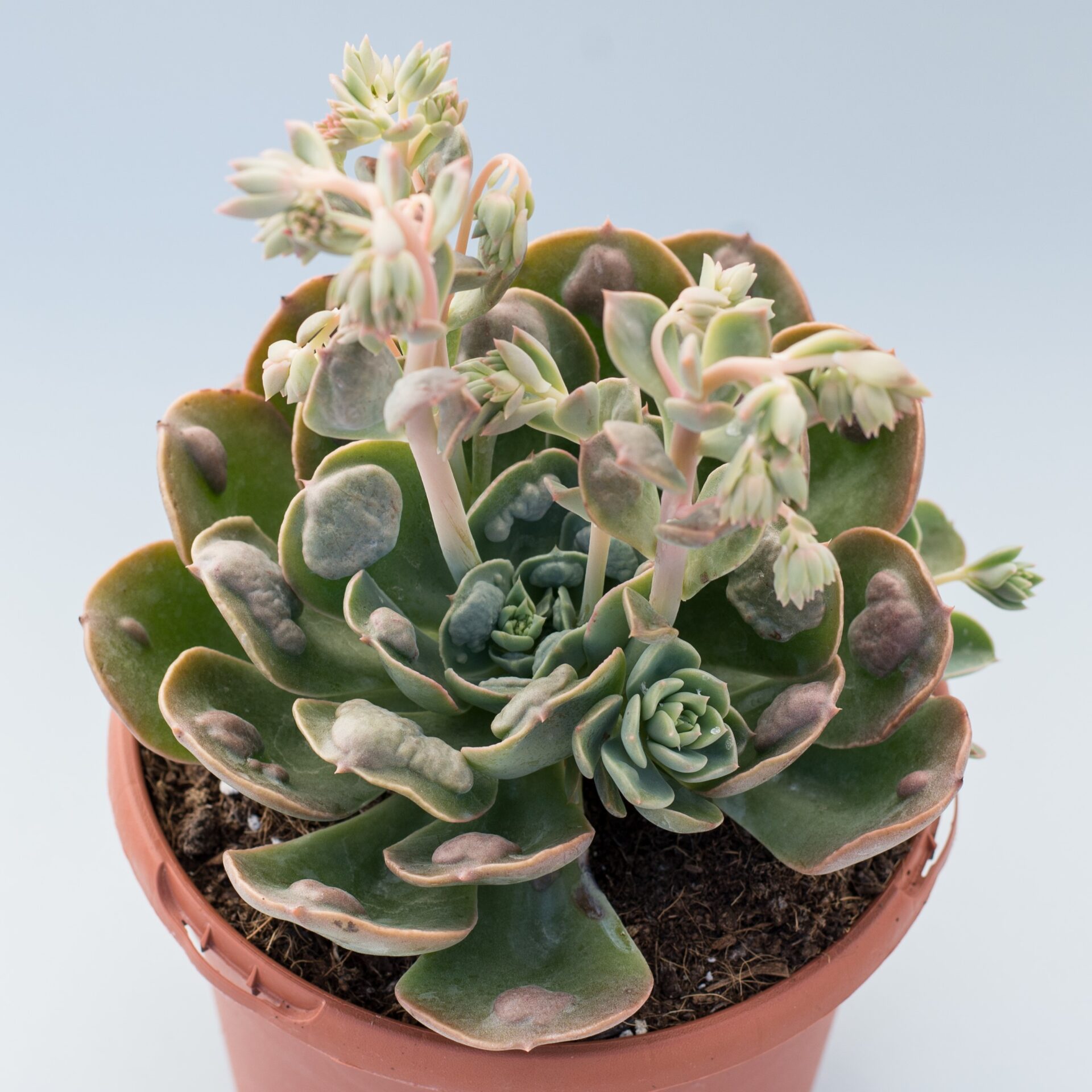 echeveria raindrops