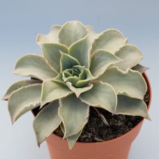 echeveria madiba