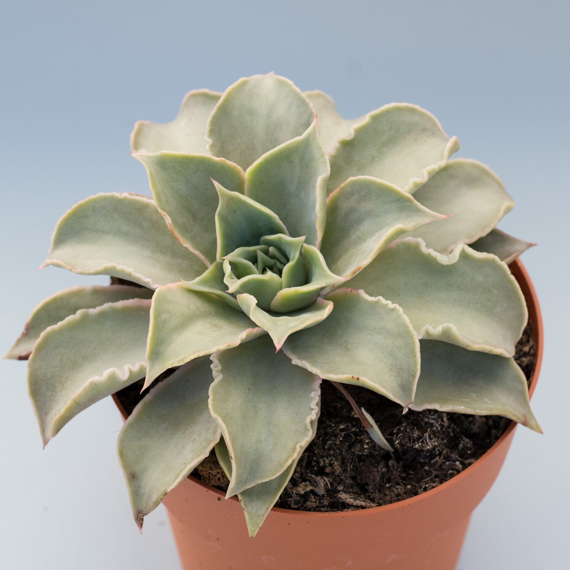 echeveria madiba