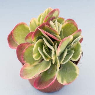 kalanchoe thyrsiflora variegata