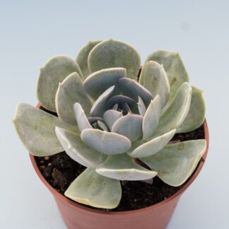 echeveria runyonii san carlos
