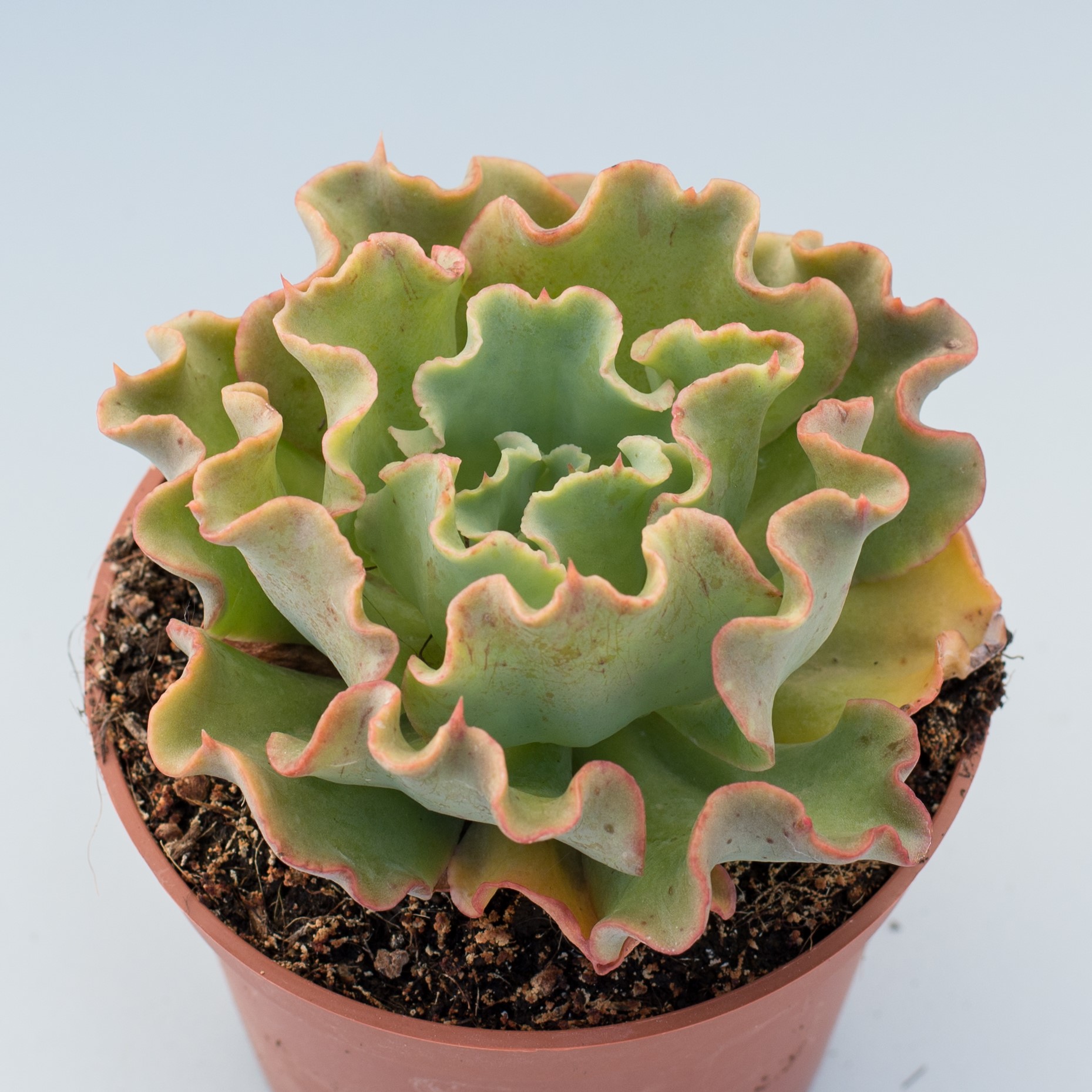 echeveria dorothy