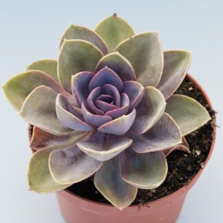 echeveria perle von nurnberg