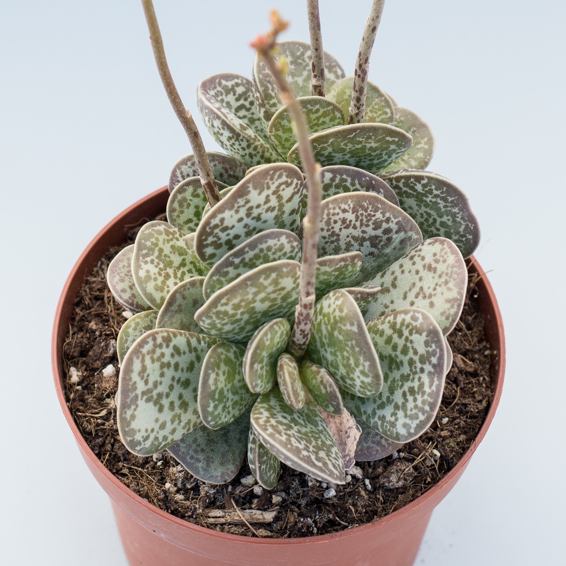 adromischus maculatus