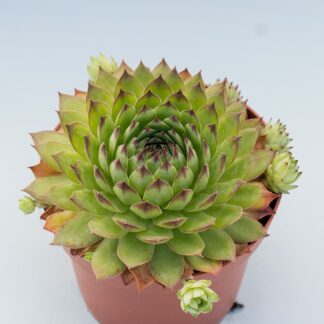 sempervivum tectorum
